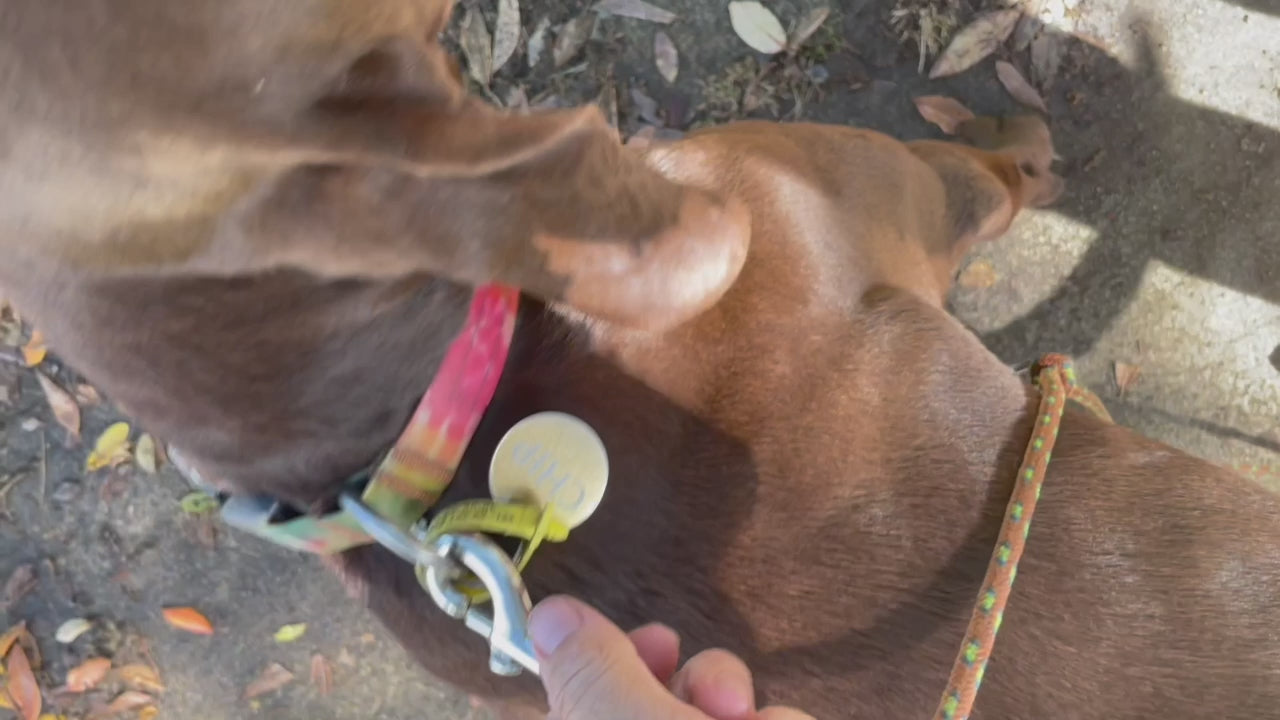 Load video: Video of the Hip Slip dog leash in action